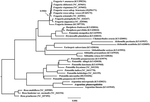 Figure 1. Phylogenetic tree resulting from a Bayesian analysis of the cp genome sequences from 31 Potentilleae taxa plus three Rosa taxa as outgroups. Value along branch represents Bayesian posterior probability (only pp < 1.0 is shown).