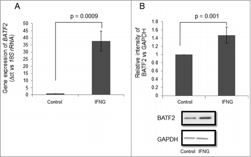 Figure 4. Expression profile of BATF2 in HTR-8/SVneo cells treated with IFNG. HTR-8/SVneo cells (0.1 × 106) were treated with and without IFNG (10 ng/mL) for 24 h. Subsequently, RNA and cell lysates were prepared to determine BATF2 expression by qRT-PCR and Western blotting as described in Materials and Methods. Panel A shows the level of transcript encoding BATF2 using 18S rRNA as normalizing control. Panel B shows the expression profile of BATF2 at the protein level using GAPDH as a loading control in HTR-8/SVneo cells with and without treatment with IFNG. Values are expressed as mean ± S.E.M. of three independent experiments. Representative blots for BATF2 in untreated and treated HTR-8/SVneo cells with IFNG (10 ng/mL) for 24 h is also appended as part of panel B. p ≤ 0.05 was considered statistically significant as compared to untreated control.