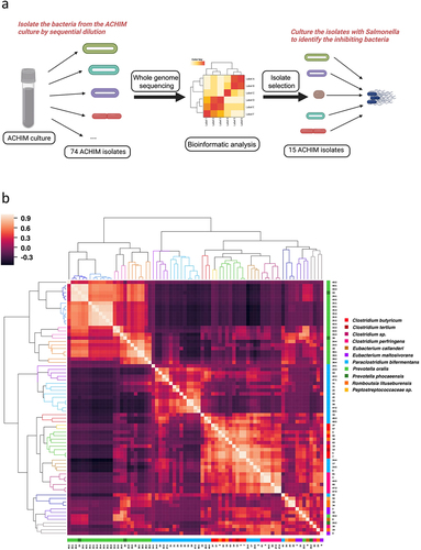 Figure 1. Gut microbiota isolate whole-genome sequencing (WGS) similarity and Salmonella co-culture experimental workflow.