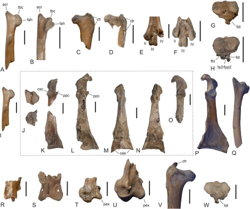 FIGURE 7. Selected elements of the holotype of “Paraortygoides” radagasti (NHMUK A 6217) in comparison to the holotype of ?Paraortygoides argillae, sp. nov. (NMS.Z.2021.40.174) and Rhynchaeites litoralis, a stem group representative of the Threskiornithidae from Walton-on-the-Naze; the dashed frame highlights partial scapulae and coracoids from Walton-on-the-Naze that may belong to “P.” radagasti or a closely related bird but also show a close resemblance to the ibis Rhynchaeites. A, “Paraortygoides” radagasti (holotype), cranial extremity of right scapula in lateral view. B, undetermined galliform from Walton-on-the-Naze (NMS.Z.2021.40.176), cranial extremity of right scapula in lateral view. C, “P.” radagasti (holotype), proximal end of left femur in cranial view. D, ?P. argillae (holotype), proximal end of left femur in cranial view. E, “P.” radagasti (holotype), distal end of right tarsometatarsus in plantar view. F, ?P. argillae (holotype), distal end of left tarsometatarsus (mirrored) in plantar view. G, “P.” radagasti (holotype), proximal end of right tarsometatarsus in proximal view. H, ?P. argillae (holotype), proximal end of left tarsometatarsus in proximal view. I, “P.” radagasti (holotype), cranial extremity of right scapula in lateral view. J, K, NMS.Z.2021.40.177, cranial extremities of both scapulae (J, lateral view) and left coracoid (K, dorsal view), which may belong to “P.” radagasti. L, NMS.Z.2021.40.180, left coracoid (dorsal view), which may belong to “P.” radagasti. M, N, NMS.Z.2021.40.179, partial right coracoid, which may belong to “P.” radagasti, in ventral (M) and dorsal (N) view. O, NMS.Z.2021.40.178, extremitas omalis of right coracoid (dorsal view), which may belong to “P.” radagasti. P, Q, Rhynchaeites litoralis (holotype, NMS.Z.2021.40.28), right coracoid (P, dorsal view) and cranial portion of left scapula (Q, medial view). R, S, fourth cervical vertebra (dorsal view) of “P.” radagasti (R: holotype) and R. litoralis (S: holotype, NMS.Z.2021.40.28). T, U, proximal portion of right carpometacarpus (ventral view) of “P.” radagasti (T: holotype) and R. litoralis (U: NMS.Z.2021.40.29). V, R. litoralis (holotype, NMS.Z.2021.40.28), proximal end of left femur in caudal view. W, R. litoralis (holotype, NMS.Z.2021.40.28), proximal end of left tarsometatarsus (mirrored) in proximal view. In E and F the trochleae are numbered. Abbreviations: acr, acromion; cas, crista articularis sternalis; csc, cotyla scapularis; ctr, crista trochanteris; fah, facies articularis humeralis; fdl, hypotarsal sulcus for tendon of musculus flexor digitorum longus; fhl, hypotarsal sulcus for tendon of musculus flexor hallucis longus; fp2/fpp2, sulcus for the tendons of musculus flexor perforatus digiti 2 and m. perforans et perforatus digiti 2; pex, processus extensorius; ppc, processus procoracoideus; tbc, tuberculum coracoideum. The scale bars equal 5 mm.