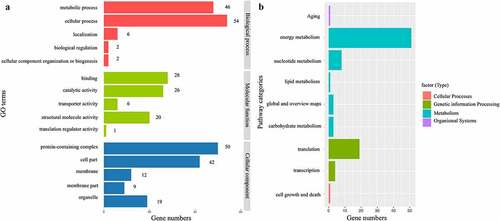 Figure 3. Genes functional annotation in the complete chloroplast genome of P. asiatica. (a). The GO classification of genes is based on biological processes, molecular functions, and cellular components. (b). The KEGG pathway categories corresponding to genes in P. asiatica chloroplast.