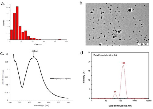 Figure 1. Physicochemical properties of AgNP. (a) HR-TEM images showing AgNP morphology. (b) Histogram of the nanoparticle size distribution. (c) UV-VIS absorption spectrum of AgNP (0.03 mg/ml) in distilled water. (d) Hydrodynamic diameter and zeta potential of AgNP in ultrapure water.