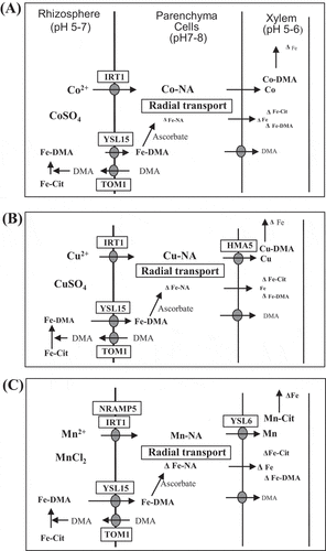 Figure 3. Working model of heavy metal-induced restriction of iron transport in the radial symplastic diffusion through parenchyma cells in rice plants under treatment with excess doses of Co2+ (A), Cu2+ (B), and Mn2+ (C), which may compete with Fe2+ in the formation of complexes with NA. A decrease in the Fe quantity is marked by Δ. DMA, 2ʹ-deoxymugineic acid; HMA, heavy metal P-type ATPase; IRT, Fe-regulated transporter; NRAMP, natural resistance-associated macrophage protein. For Cit and YSL, see the legend of Figure 2