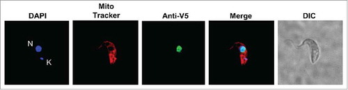 Figure 3. TbTGT is a nuclear enzyme. Immunofluorescence localization performed with cells expressing a V5-epitope tagged TbTGT. Anti-V5 antibodies were used to detect TbTGT. Mitotracker was used to stain the mitochondria (red) while DAPI stained the nuclear (N) and mitochondrial DNA (K) (blue). DIC refers to a phase-contrast image. The figure is representative of at least five different experiments.