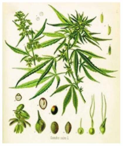 Figure 1. Cannabis sativa L. – Kohler Medicinal Plants (Year 1897).