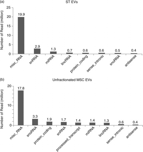 Fig. 4.  Sequencing of RNA from MSC EV and ST-EV. 1 µg extracted RNA from the unfractionated MSC EV preparation and ST-EVs was used to construct libraries for sequencing on an Illumina High Seq 2000 sequencing system (Illumina, USA). The ligation adaptors of the reads generated were trimmed. Those reads shorter than 18 nts and ribosomal RNA-like reads were filtered off. The remaining reads were mapped back to genome hg19. The mapped reads were annotated by the ENSEMBL gene annotation (GRCh37). The distribution of the mapped reads across the different RNA types were tabulated for mapped RNA of (a) ST-EV and (b) unfractionated MSC -EVs.