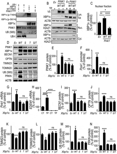 Figure 7. PINK1-mediated phosphorylation of XBP1s enhances its nuclear translocation, controls its own transcription and mitophagy, a phenotype abolished by non-phosphorylable XBP1s mutants. (A) XBP1s and UB (S65) (used as positive control substrate) phosphorylations by recombinant wild-type PINK1 (WT PINK1) or kinase-dead mutant PINK1 (PINK1D395A) were performed as described in Methods. XBP1s, XBP1s [p-T48A], XBP1s [p-S61A], total UBB (UB-t), UB (S65) and PINK1 protein levels were analyzed by western blot. (B) SH-SY5Y cells were transfected with empty vector (Ev), WT PINK1 or PINK1D395A (MT) cDNA. Twenty-four hours after transfection, cells were treated for 8 h without (-) or with (+) thapsigargin (TP, 1 µM). XBP1s, V5-tagged PINK1 and ACTB protein expressions were monitored in whole cell lysate (Lys. Tot.) while XBP1s, histone (H2AZ1) and ACTB protein expressions were monitored by western blot in either cytoplasmic (Cyt.) or nuclear (Nuc.) cellular fractions prepared as described in Methods. (C) Data corresponding to nuclear XBP1s are expressed as percent of Ev-untreated cells (taken as 100%) and are the means ± SEM of 2 independent experiments performed in triplicate. Statistical significances were analyzed by one-way ANOVA, Tukey’s multiple comparisons test * P < 0.05, ** P < 0.01, **** P < 0.0001. (D-G) SH-SY5Y were transiently transfected with an empty vector (Ev), wild-type Xbp1s (WT) or Xbp1s mutants (Xbp1s [p-S61A] (S), Xbp1s [p-T48A] [T] or Xbp1s [p-S61A]/Xbp1s [p-T48A] [S/T]) cDNAs. Twenty-four hours after transfection, PINK1 protein expressions (D and E, N = 12), promoter activity (F, N = 12), and mRNA levels (G) were analyzed as described in Methods. Data are expressed as percent of control Ev-transfected cells (taken as 100%) and are the means ± SEM of 4 independent experiments performed in triplicates. Statistical significances were analyzed by one-way ANOVA, Turkey’s multiple comparisons test, ns, non-significant, ** P < 0.01, *** P < 0.01. (H) EDEM1 mRNA was measured in basal (CT) or thapsigargin (TP)-stimulated conditions in wild-type (PINK1 CT, black bars) or PINK1 KD SH-SY5Y cells (note that EDEM1 mRNA are totally undetectable in PINK1 KD cells). Data are expressed as percent of control (CT)-untreated cells (taken as 100%) and are the mean ± SEM of 4 independent experiments performed in triplicates. Statistical analysis was performed by two-way ANOVA, Sidak’s multiple comparison test, * P < 0.05, **** P < 0.0001. (D, I-N) Expressions of BECN1 (D and I), OPTN (D and J), TIMM23 (D and K), TOMM20 (D and L) UB (S65) (D and M) and PRKN (D and N) were analyzed by western blotting after Ev-, WT Xbp1s or S, T and S/T Xbp1s-mutants cDNAs transfection as described in Methods. Data are expressed as percent of Ev cells (taken as 100%) and are the mean ± SEM of 3 independent experiments performed in triplicates. Statistical analysis were analyzed by one-way ANOVA followed by either Kruskal-Wallis multiple comparison test (E,L,M) or Tukey’s multiple comparison (F,G,I-K,N), * P < 0.05, ** P < 0.01, *** P < 0.001, **** P < 0.0001 and ns = non-significant