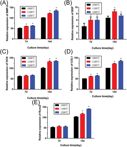 Figure 10. Osteogenic expression of (A) BMP-2, (B) BSP, (C) OCN, (D) OCL1, and (E) RUNX2 for rBMSCs cultured on β-Ca2SiO4 scaffolds by qRT-PCR analysis after 7 and 14 days (n = 3; * indicates significant differences when compared to β-Ca2SiO4 scaffolds sintered at 1000 °C, p < 0.05).