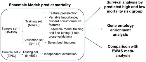 Figure 1. Flowchart of analytical procedures for selecting CpG sites in the peripheral blood methylome, machine learning prediction models to predict high and low mortality risk groups, survival analysis, Gene Ontology enrichment analysis, and epigenome-wide association analysis