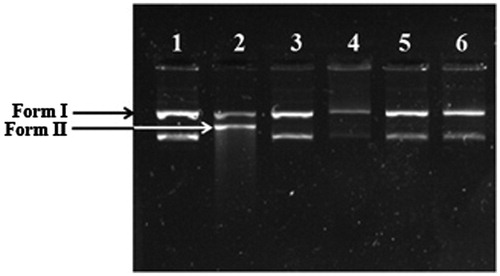 Figure 3. Endophyte extracts assessed on plasmid pBR322 DNA treated by Fenton’s reagent. Lane 1: pBR322 (native plasmid DNA); Lane 2: pBR322 DNA + Fenton’s reagent; Lane 3: pBR322 + Myrothecium extract (50 μg) + Fenton’s reagent; Lane 4: pBR322 + TLC fraction M-II (50 μg) + Fenton’s reagent; Lane 5: pBR322 + TLC fraction M-I (50 μg) + Fenton’s reagent; Lane 6: pBR322 + TLC fraction M-flu (50 μg) + Fenton’s reagent.