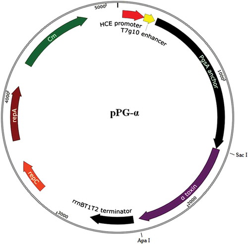 Figure 1. Recombinant plasmid pPG-α (containing the gene encoding the toxoid of C. perfringens α-toxin) constructed in this study. The gene fragment encoding the α-toxoid was obtained from plasmid pMD19-T-α constructed in our lab with Sac I and Apa I double-enzyme digestion and was inserted at the corresponding sites of pPG-T7g10, giving rise to pPG-α.