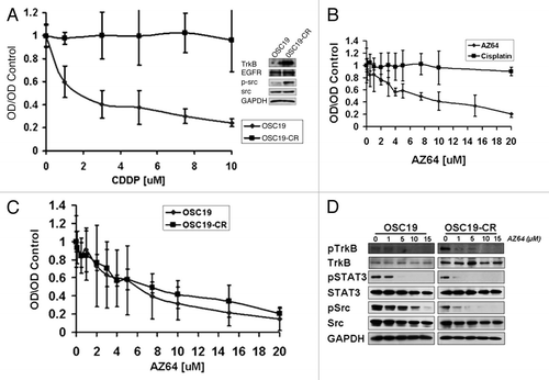 Figure 5 TrkB inhibition re-sensitizes chemotherapy-resistant cells to CDDP-based therapy. (A) OSC19 cells were exposed to increasing concentrations of CDDP over a 6-month period of time to develop the OSC19-CR cell line. Parental OSC19 and OSC19 cells were then exposed to increasing concentrations of CDDP and analyzed by the MTT protocol. Inset, lysates from the indicated cell lines were separated by 10% SDS-PA GE and membranes were exposed to the indicated antibodies. (B) OSC19-CR cells were exposed to either AZ64 or CDDP and analyzed by the MTT protocol to assess response to AZ64. (C) Parental OSC19 and OSC19-CR cells were exposed to increasing doses of AZ64, demonstrating equivalent anti-proliferative effects through TrkB inhibition. (D) After exposing cells to increasing concentrations of AZ64 for 4 hours, OSC19 and OSC19-CR cells were lysed and proteins were separated by 10% SDS-PA GE. Membranes were incubated with the indicated antibodies.