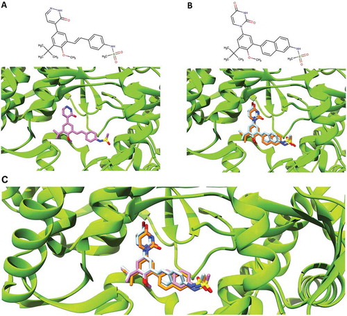 Figure 1. Comparison of the binding pose of compound 28V and dasabuvir. (A) The close-up view of the binding pose of 28V (purple) co-crystallized with HCV NS5B polymerase (PDB ID: 4MKB). (B) The close-up view of the binding poses of dasabuvir with HCV NS5B polymerase generated using AutoDock Vina (cyan) and iGEMCDOCK (orange). (C) The superimposed binding poses of compound 28V and dasabuvir.
