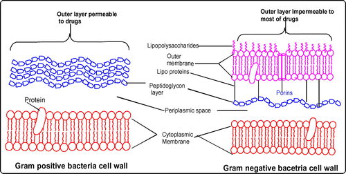 Figure 8. Higher activity of plant extracts toward Gram-positive bacteria.
