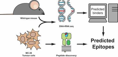 Figure 1. Strategy to identify MC-38 colorectal tumor specific neo-peptides. MC-38 DNA was isolated and its sequenced exome was compared to DNA from C57BL/6 wild-type mice for genetic variants. Corresponding amino acid sequences were used to predict potential binders to MHC class I Kb and Db by NetMHC4.0 prediction algorithm. A combination of immunoprecipitation of MHC class I from MC-38 lysate and subsequent mass-spectrometry of eluted peptides was performed to establish MHC class I presentation.