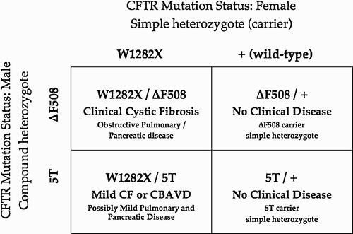 Figure 3.  Offspring phenotypes/genotypes: CBAVD male (DF508/5T) and carrier female (W1282X/+).