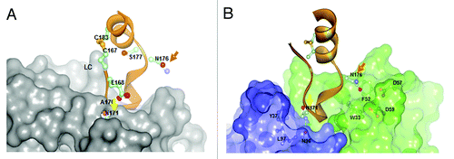 Figure 5. Comparison of A) rituximab (Type I) and B) GA101 (Type II) crystal structures in complex with CD20 peptide.29 While for rituximab N171 is deeply immersed and N176 has no contacts with the rituximab CDRs, N171 is not deeply immersed in the the GA101 CDRs and vice versa N176 makes contacts to residues F52/D57/D59 of GA101 supporting the C-terminal shift of the GA101 epitope.