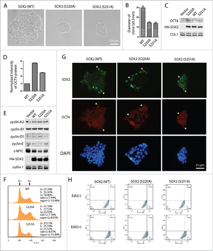 Figure 5. SOX2 mutants S220A and S251A promote SOX2 induced differentiated cells reprogramming and OCT4 expression. (A) Single-cell clones of 293 cells expressing wild type (WT) SOX2 and point mutated (S220A or S251A) SOX2. 293 cells were infected by lentivirus expressing SOX2, and selected under 2 μg/mL puromycin treatment. SOX2-expressing 293 cells were distributed by serial dilution into single cells. Clones were expanded and imaged at day 6. (B) Diameter of the clones in (A) were measured and calculated. Data presented as mean ±SD of 10 clones each. (C) Lysates of the clones in (A) were analyzed by protein gel blotting to detect the expression of OCT4. (D) The expressions of OCT4 in (C) were measured and quantified by Gel-Pro Analyzer. Mean ±SD of three independent experiments. (E) Cell cycle regulators were examined. Cyclin-E and c-Myc showed remarkably down regulation in S220A or S251A clones. (F) Cell cycle analyses of the SOX2 expressing clones. (G) Immunofluorescence imaging of SOX2 expressing clones showed regional expression of SOX2 and OCT4. Some cells expressed both SOX2 and OCT4 (arrow head in yellow); while more cells only expressed SOX2 (arrow head in white). (H) EdU incorporation experiments assayed by FACS suggested the decelerated cell proliferation in S220A clones.
