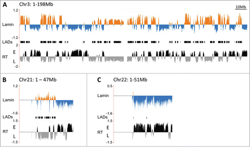 Figure 2. Genome association with the nuclear lamina in human lymphoblastoid cells by DamID. (A) Map of LaminB1 interactions with chromosome 3 (orange = enrichment, blue = depletion), above the replication timing profile (RT) of chromosome 3 (E = early, L = late). The LADs track in the center shows contiguous segments of prominent lamina association. DamID maps of chromosome 21 (B) and 22 (C) associations with LaminB1 above their respective replication timing profiles.