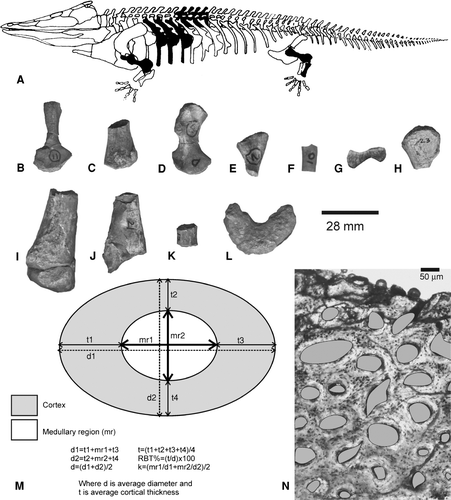 FIGURE 2 A, Schematic representation of a temnospondyl based on the reconstruction of Mastodonsaurus (not to scale, adapted from CitationSchoch and Milner, 2000) showing the different types of bones (in dark shade) examined for bone histology. Note that the bones examined are not from a single individual. B–L, available skeletal elements studied: B–C, Trematosauridae, B, ISIA181/3, humerus; C, ISIA181/2, femur; D–G, Indeterminate Temnospondyli, D, ISIA181/1, humerus; E, ISIA181/4, rib; F, ISIA181/5, rib; G, ISIA181/6, rib; H–K, Paracyclotosauridae, H, ISIA181/7, humerus; I, ISIA181/8, femur; J, ISIA181/9, tibia; K, ISIA181/10, rib; L, Chigutisauridae, ISIA181/14, intercentrum. Note that not all the elements examined are given in the figure. Scale applies to B–L. M, schematic representation of a transverse section of a bone showing the calculation of cortical thickness (RBT%) and k-values (after Wall, 1983; Curry and Alexander, 1985; CitationChinsamy, 1993). N, field of view of a femoral transverse section showing the calculation of porosity (shaded in grey) as a percentage of total cortical area (after CitationChinsamy, 1993).