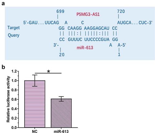 Figure 1. PSMG3-AS1 interacted with miR-613 IntaRNA 2.0 was used to predict the base pairs could be formed by PSMG3-AS1 and miR-613 (a). To analyze the interaction between PSMG3-AS1 and miR-613, luciferase activity assay was performed by co-transfecting MDA-T120 cells with PSMG3-AS1 luciferase vector + miR-613 mimic (miR-613 group) or PSMG3-AS1 luciferase vector + NC miRNA (NC group). This experiment was performed in triplicate and mean values were presented and compared.*,p < 0.05