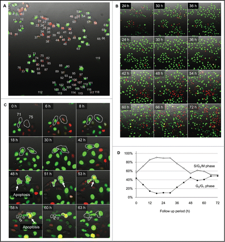 Figure 2. Single-cell time-lapse imaging in HeLa-FUCCI cells after irradiation with 100 J/m2 UVB. (A) Individualization of cancer cells. Each cell was individualized by numbering. The cell-cycle phase of each cell was observed every 30 min for 72 hours by confocal imaging. (B) Time-lapse imaging of the cell-cycle and apoptosis after irradiation with 100 J/m2 UVB. (C) Apoptosis after irradiation with 100 J/m2 UVB. The cells circled with white dotted lines entered apoptosis after mitosis. (D) Distribution of cell-cycle phase after irradiation with 100 J/m2 UVB.
