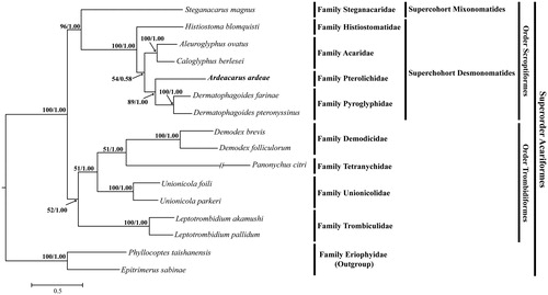 Figure 1. Maximum likelihood and Bayesian inference tree based on the mitogenome sequences of Ardeacarus ardeae (KY352304; this study) and 15 other Acariformes species was constructed using PhyML 3.0 and MrBayes 3.2.3, respectively. The following mitogenome were used in this analysis: Aleuroglyphus ovatus (KC700022), Caloglyphus berlesei (KF499016), Demodex brevis (KM114225), D. folliculorum (KM114226), Dermatophagoides pteronyssinus (EU884425), D. farinae (NC013184), Histiostoma blomquisti (KX452726), Leptotrombidium pallidum (AB180098), L. akamushi (AB194045), Panonychus citri (HM189212), Steganacarus magnus (EU935607), Unionicola foili (EU856396) and U. parkeri (HQ386015); outgroup: Epitrimerus sabinae (KR604966) and Phyllocoptes taishanensis (KR604967).