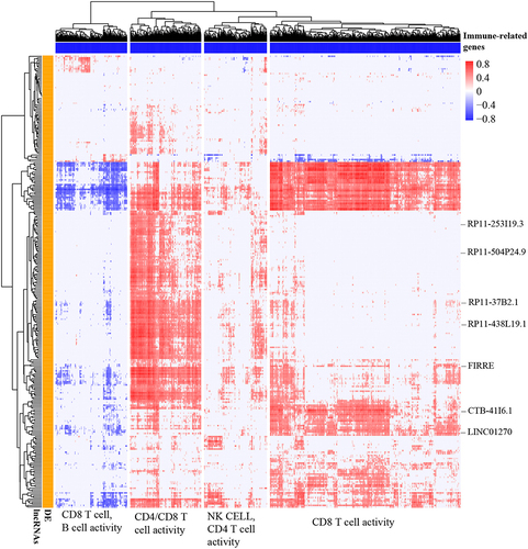 Figure 3 Identification of immune-related lncRNAs in ccRCC. Pearson correlation coefficient matrix of 290 differentially expressed lncRNAs (y-axis) and 1105 immune-related protein-coding genes (x-axis). For better visualization, the cells in the heatmap (correlation of specific gene-lncRNA pair) with BH-adjusted P < 0.05 and Pearson correlation coefficients |r| < 0.4 were considered no significance and were replaced with zero. The Euclidean distance metric with Ward linkage was used for hierarchical clustering of the correlation matrix. The functional classification of the four clusters of immune-related genes was performed based on MSigDB C7 signatures (BH-adjusted P < 0.05 was used as a cut-off value).