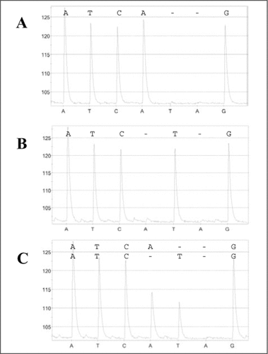 Figure 4. Observed Pyrosequencing results for SNP rs2056402.Primers for PCR and Pyrosequencing were chosen using the SOP3 application. Genomic DNA was obtained from healthy donor volunteers. Samples genotyped were (A) homozygous AA, (B) homozygous TT, and (C) heterozygous. The nucleotide dispensation order is indicated along the x-axis while the Pyrosequence is illustrated for each sample. Nucleotide disposition A6, following the polymorphic residues, was intended to serve as a negative control for background signal. SNP, single nucleotide polymorphism.