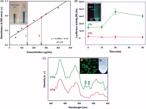 Figure 3. Protein quantification. (A) The standard curve of BSA by using Bradford protein assay. Dash arrows indicate the determined amount of protein on different concentration of FTN (1 and 2 mg/mL). The insect picture shows the colour of Bradford reagent (BR) in the absence and presence of FTN suspension. BR in the presence of FTN converted to its blue form. (B) The luciferase activity assay. FTN suspension after adding decanal produce measurable light about 4000 RLU/s, most probably due to existence of luciferase enzyme. Insect picture shows FTN after adding decanal emitted blue-green light under UV irradiation at 254 nm. While, it did not observe for HTN. (C) The fluorescence/photoluminescence emission spectra of FTN and HTN (λ excitation is 350 nm). There are two extra peaks at 520 and 530 nm of FTN spectrum corresponded to FMN. The insect pictures show (a) fluorescence microscopy image of FTN and (b) the suspension of FTN under UV lamp at 365 nm.