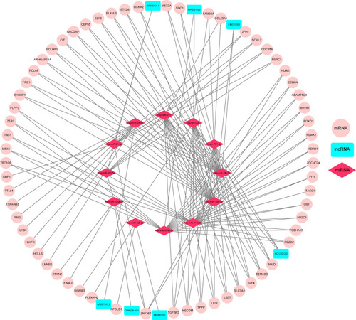 Figure 4 CeRNA regulatory network. LncRNA–miRNA–mRNA interactions in TNBC. The nodes highlighted in cyan indicate DElncRNAs, pink indicates DEmRNAs and red stands for DEmiRNAs, respectively. There are 7 DElncRNAs, 12 DEmiRNAs, 62 DEmRNAs and 244 edges in the network.