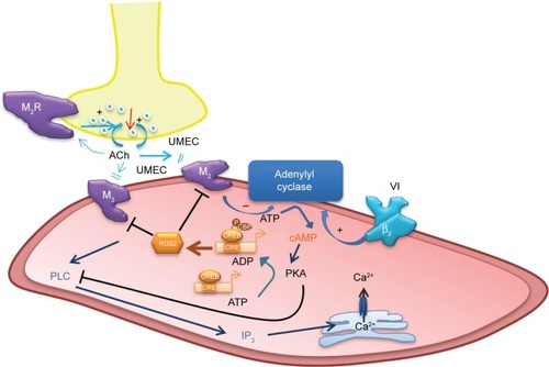 Figure 1 Proposed mechanisms of action of the long-acting MR agonist UMEC and the long-acting β2R agonist VI.