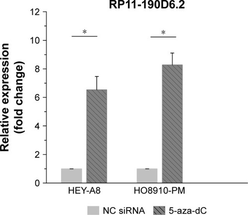 Figure 3 Influence of DNA demethylating agent (5-aza-dC) on RP11-190D6.2 expression.