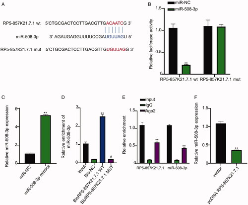 Figure 3. RP5-857K21.7 directly targets miR-508-3p (A) Bioinformatics prediction of RP5-857K21.7 target miRNA using miRcode online database (B) Confirmation of prediction result through dual-luciferase reporter gene assay. MiR-508-3p mimics significantly inhibited the luciferase activity of cells transfected with the RP5-857K21.7 wild-type (wt) vector but had no significant inhibiting impact on the luciferase activity of ASMCs transfected with the RP5-857K21.7 mutant-type (mut) vector when compared to miR-NC. (C) QRT-PCR analysis of miR-508-3p expression in ASMCs. MiR-508-3p mimics significantly upregulated miR-508-3p expression in ASMCs compared to miR-NC. (D) Biotinylated RNA pull-down assay showed that more miR-508-3p was significantly enriched in the ASMCs transfected with the biotin-labelled RP5-857K21.7 wild-type (WT) probe compared to those transfected with the mutant-type (MUT). RP5-857K21.7 can directly interact with miR-508-3p sequence in in ASMCs cells (E) RIP-qRT-PCR revealed that more RP5-857K21.7 and miR-508-3p sequence were found to be significantly enriched in precipitated Ago2 compared to the IgG. (F) QRT-PCR indicated that the overexpression of RP5-857K21.7 significantly increased the expression level of miR-508-3p in ASMCs, validating the regulative ability of RP5-857K21.7. The experimental data are presented as the mean ± SD of at least three independent experiments and the significance level is defined as p < .05.