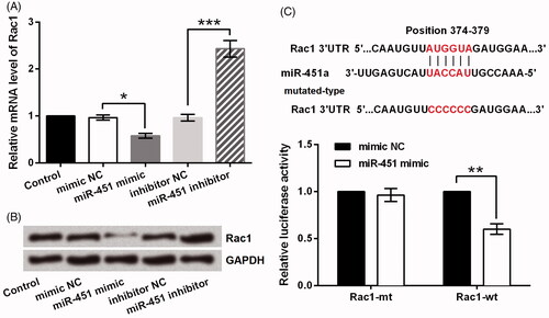 Figure 4. Rac1 was a direct target of miR-451. (A) The mRNA and (B) protein levels of Rac1 after transfection with miR-451 mimic, miR-451 inhibitor or the negative controls (mimic NC and inhibitor NC). (C) Luciferase activity in GL15 glioma cells co-transfected with miR-451 mimic and luciferase reporters containing Rac1-wt or Rac1-mt transcript. *p < .05, **p < .01, ***p < .001.