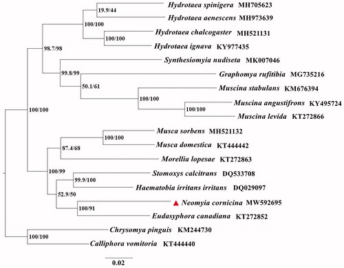Figure 1. The phylogenetic trees of N. cornicina with fifteen Muscidae species based on 13 PCGs by using the maximum likelihood (ML) method. Calliphora vomitoria and Chrysomya pinguis (Diptera: Calliphoridae) were selected as outgroups. The indices stand for posterior probabilities/bootstrap values.