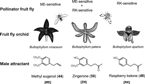Fig. 5. Floral synomone of fruit fly orchids attracting pollinator Bactrocera fruit flies.Note: B. vinaceum emits methyl eugenol (ME, 44); B. apertum produces raspberry ketone (RK, 49); B. patens emits zingerone (ZN, 50) which has a hybrid structure between 44 and 49 and attracts both ME-sensitive (e.g. oriental fruit fly, B. dorsalis) and RK-sensitive species (e.g. melon fly, B. cucurbitae).