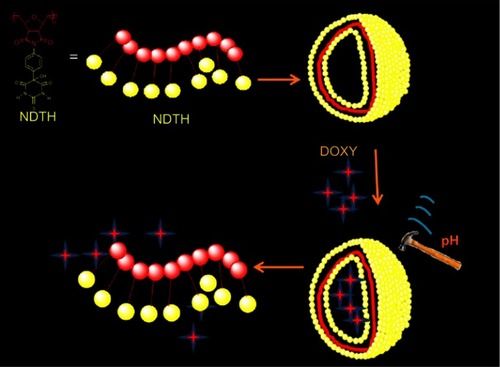 Figure 3 Cartoon representation of NDTH polymersomes and the release process of pH-responsive nanovesicles encapsulated DOX. stimulus-responsive. Reprinted with permission from Mane SR, Rao NV, Chaterjee K, Dinda H, Nag S, Kishore A, Das Sarma J, Shunmugam R. Amphiphilic Homopolymer Vesicles as Unique Nano-Carriers for Cancer Therapy. Macromolecules. 2012;45(19):8037–8042. Copyright 2012, American Chemical Society.Citation27