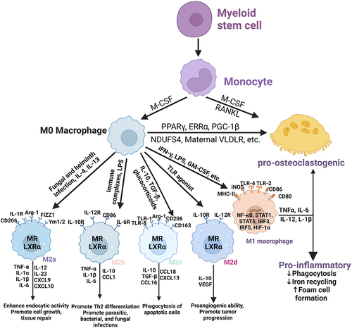 Figure 1 Molecular determinants of the differentiation and polarization of macrophages, and differentiation and maturation of osteoclasts. Macrophages and osteoclasts are the result of competing differentiations of myeloid progenitor. Under the stimulation of M-CSF, myeloid progenitor differentiates into macrophages. Under the dual stimulation of M-CSF and RANKL, myeloid progenitors differentiate into osteoclasts. Under the regulation of multiple factors such as PPARγ, ERRα, PGC-1β, NDUSF4 and maternal VLDLR, the macrophages differentiate into osteoclasts. Different stimuli activate the polarization of M1 and M2 macrophages, which lead to the release of pro-and anti-inflammatory cytokines respectively (“Created with BioRender.com”).