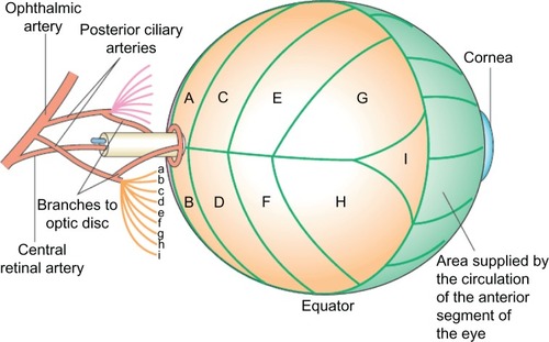 Figure 1 Schematic representation of posterior retinal circulation. Parts of the blood supply to the optic disk, and the segmentation of the choroidal circulation are illustrated. The short posterior ciliary arteries (a–i) supply segments of the choroid (A–I) posterior to the equator of the globe.©2006 Nature Publishing Group. Reproduced with permission from Aristodemou P, Stanford M. Therapy insight: the recognition and treatment of retinal manifestations of systemic vasculitis. Nat Clin Pract Rheumatol. 2006;2(8):443–451.Citation23