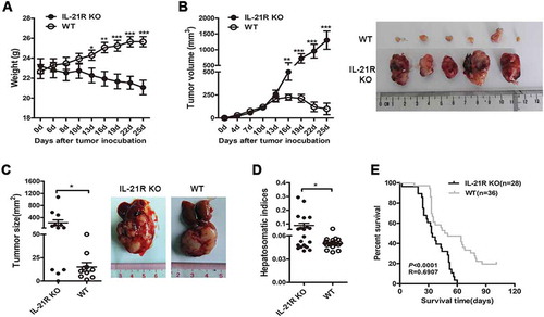 Figure 1. IL-21R deletion promoted tumor growth in hepatocellular carcinoma mouse models.A–B, Hepa1–6 cells (1 × 107) were subcutaneously inoculated into WT mice and IL-21R KO mice for 25 days. The changes in body weight (A) and tumor volume and gross morphology of the tumors (B) are shown in WT mice and IL-21R KO mice over time. The data are representative of four independent experiments, each using 4 to 6 mice per group. C–D, Hepa1–6 cells (2 × 106) were intrahepatically inoculated into WT mice and IL-21R KO mice for 22 days. Data shown are the mean tumor size and representative tumor morphology (IL-21R KO, n = 12, WT, n = 10) (C) and hepatosomatic indices (IL-21R KO, n = 21, WT, n = 20) (D). E, Survival time was determined in WT mice (n = 28) and IL-21R KO mice (n = 36) with orthotopic HCC inoculation. Data represent the mean ± SEM. *, P < 0.05; **, P < 0.01; ***, P < 0.001.