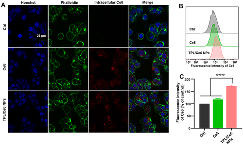 Figure 2 Cellular uptake profiles in HepG2 treatment with either free Ce6 or TPL/Ce6 NPs for 4 h. (A) Representative cellular uptake images by CLSM observation. Hoechst 33342 and phalloidin were employed to label cell nucleus and cytoskeleton. The scale bar is 25µm. Intracellular fluorescence intensity by FCM determination (B) and quantitative results (C). ***p < 0.001 indicates TPL/Ce6 NPs versus free Ce6 group.