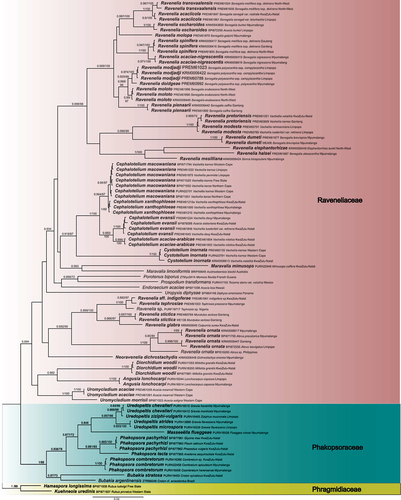 Figure 4. Raveneliineae in South Africa. ML topography generated from 28S, 18S, and CO3 sequencing data. The tree is rooted with Phragmidiaceae (Uredinineae). Names in bold indicate sequences from South African material. Support for nodes is provided as ML ratios/fast bootstraps.