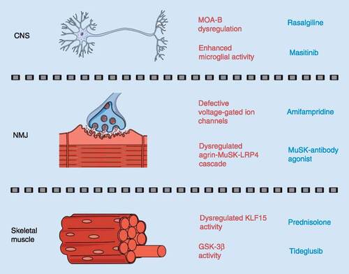 Figure 1. Targets for survival motor neuron-independent drug repositioning strategies for spinal muscular atrophy.Overview of pathological molecular effectors or biological pathways (in red) that could be therapeutically modulated by commercially available drugs (in blue) to treat CNS, NMJ and skeletal muscle pathologies in spinal muscular atrophy.NMJ: Neuromuscular junction.