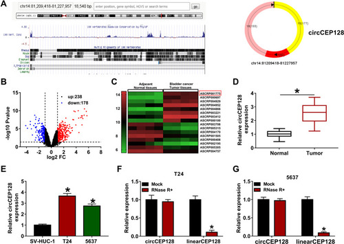 Figure 1 circCEP128 is highly expressed in bladder cancer tissues and cell lines. (A) The schematic diagram of circCEP128 genomic location. (B and C) The volcano plot and heat map of differentially expressed circRNAs in bladder cancer tissues and adjacent normal tissues based on the dataset of GSE92675. (D) CircCEP128 level in bladder cancer tissues (n=39) and adjacent normal tissues (n=39) was examined via RT-qPCR assay. (E) CircCEP128 level was measured through RT-qPCR assay in T24, 5637 and SV-HUC-1 cells. (F and G) CircCEP128 and linearCEP128 abundances were detected via RT-qPCR assay in T24 and 5637 cells treated with or without RNase R. *P<0.05.