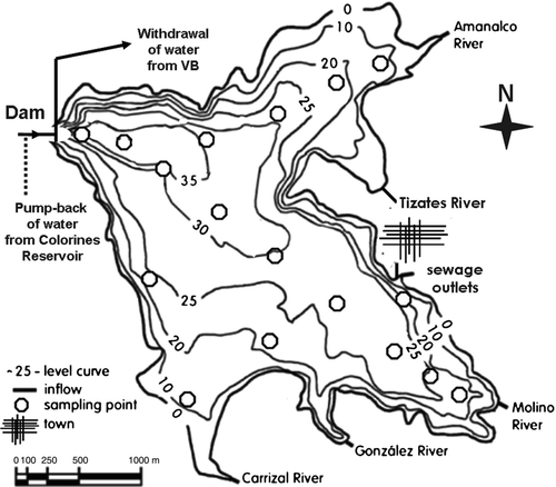 Figure 2 Bathymetric map of the Valle de Bravo reservoir (after CitationMerino-Ibarra et al. 2008) and location of the sampling stations, main inputs (rivers and sewages) and withdrawal point. Depth contours in m below the maximum level of the reservoir.