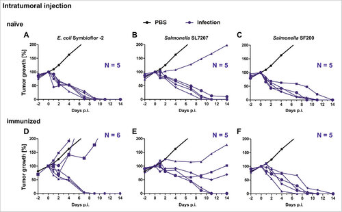 Figure 5. Tumor development upon intratumoral infection with Salmonella and probiotic E. coli in naïve and immunized mice. Naïve (A – C) and immunized (D – F) CT26 tumor bearing mice were infected intravenously with 5#107 E. coli Symbioflor-2, 5#106 SL7207 or 5#106 SF200 (ΔlpxR9 ΔpagL7 ΔpagP8 ΔaroA ΔydiV ΔfliF). Tumor volumes were calculated on the basis of caliper measurements following infection with E. coli Symbioflor-2, SL7207 and SF200. PBS served as negative control and is depicted as mean of five replicates. Tumor progression of individual mice is displayed (blue). Results are representative of two independent experiments.