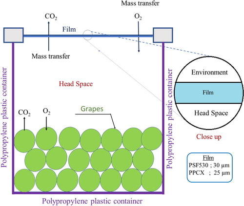 Figure 1. Two-dimensional cross-section of the polypropylene container. The container is open at the top for allowing the mass transfer of O2 and CO2 through the film, whereas the other three sides are considered impervious, i.e. no mass transfer through them.