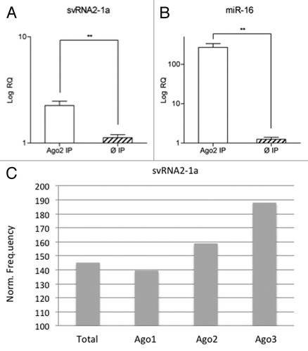 Figure 4. svtRNA2-1a is enriched in Ago complexes. (A and B) Expression of svtRNA2-1a in Ago2 immunocomplexes in SH-SY5Y cells. Plot shows mean Log RQ (relative quantity) ± SEM, for svtRNA2-1a (A) and miR-16 (B) assessed by rRT-PCR in Ago2-immunoprecipitates or control-immunoprecipitates in three independent immunoprecipitation experiments (**, p < 0.01). (C) svtRNA2-1a distribution in different Ago proteins. The expression of svtRNA2-1a was determined in immunoprecipitated Ago1, Ago2 and Ago3 complexes and total cell extracts from monocytic THP-1 human cells, using public sncRNA sequencing data. Norm frequency indicates the normalized frequency calculated as freq. svtRNA2-1a/freq. miRNAs * 10E6.