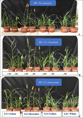 Figure 1. Effect of mycorrhiza species inoculation on different sorghum genotypes development. A: Fu. Mosseae, B: Cl. claroideum, C: Cl. etunicatum inoculated treatments.